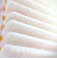 Majestic Color Volume Premium Lash Extensions