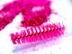 Lash Wands Synthetic 50pcs